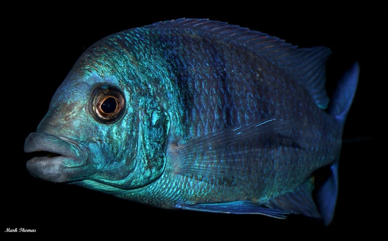 Placidochromis sp. 'phenochilus gissel'
